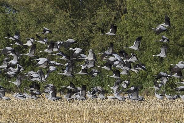 Flock of common cranes