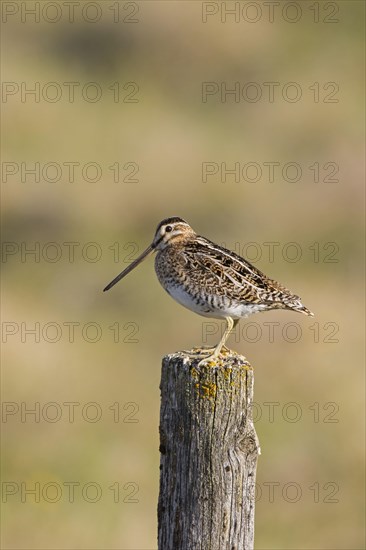 Common snipe