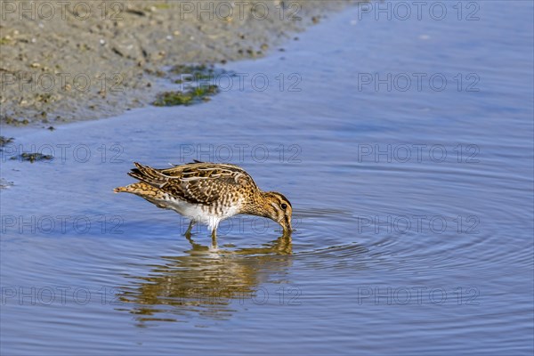 Common snipe