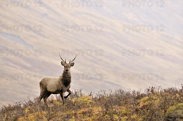 Red deer