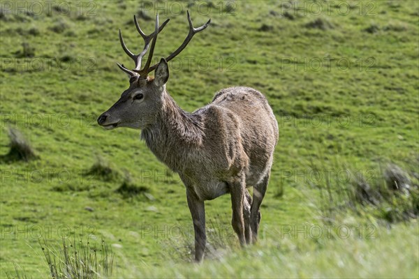 Red deer