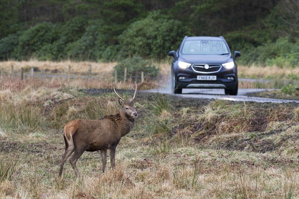 Red deer