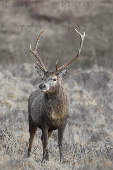 Red deer