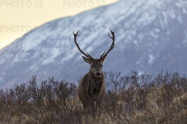 Red deer