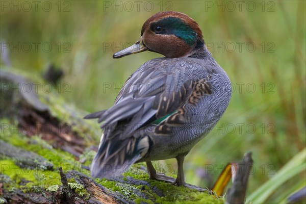 Eurasian teal