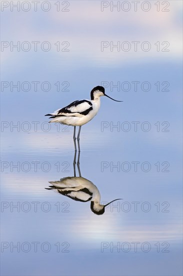 Pied avocet