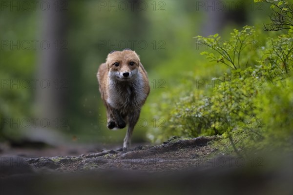 Red fox lured on a forest path with hare lament