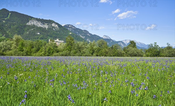 Meadow with poet's daffodil