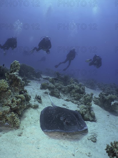 Blackspotted stingray