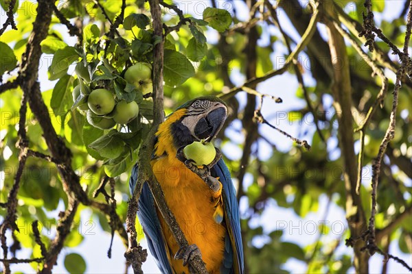 Blue and yellow macaw