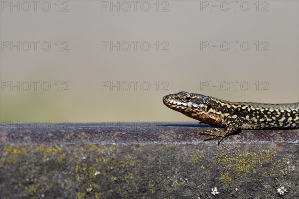 Common wall lizard