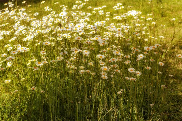 Marguerites