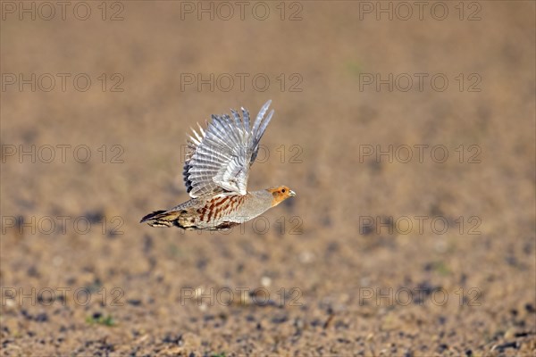 Grey partridge