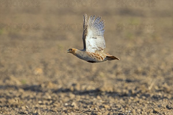 Grey partridge