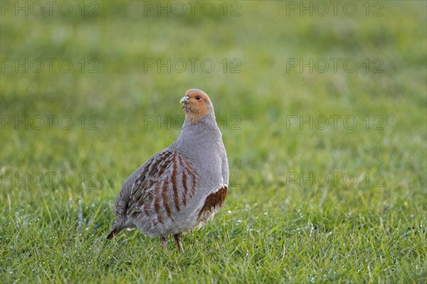 Grey partridge