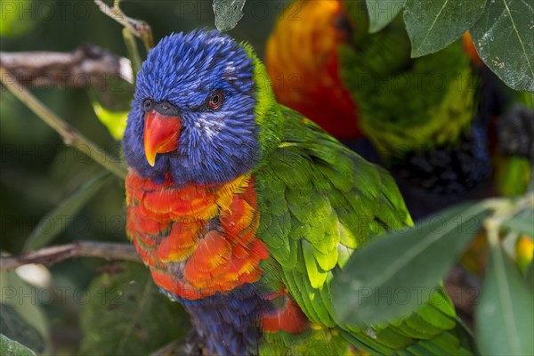 Rainbow lorikeet