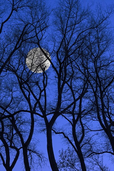 Creepy image showing full moon behind twisted tree trunks with bare branches of poplars silhouetted against blue night sky in autumn