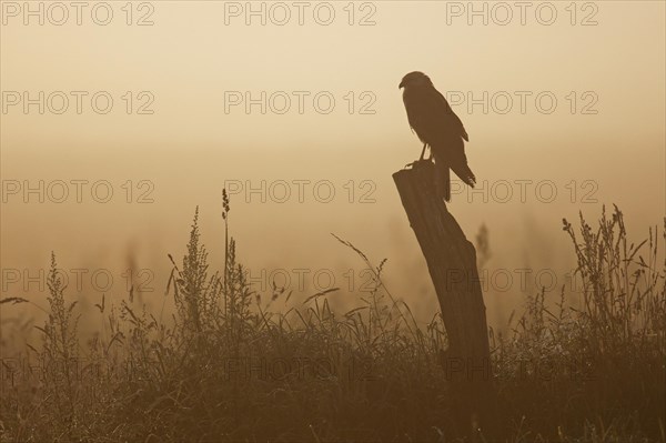 Western marsh harrier