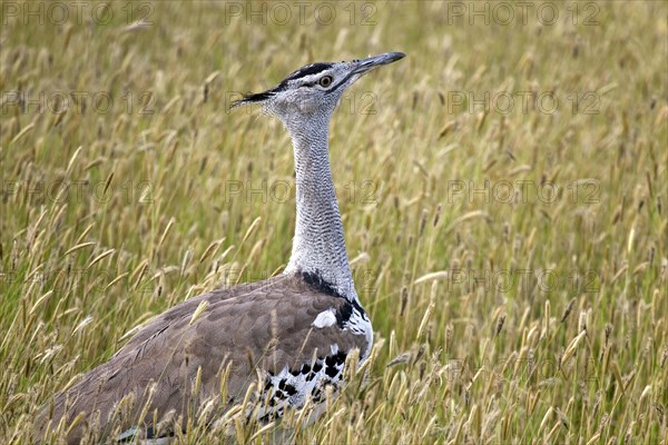 Close-up of Kori Bustard