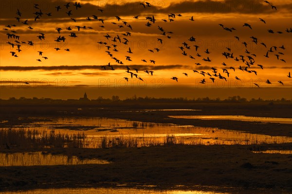 Flock of ducks silhouetted against sunset flying over field in winter in the Uitkerkse Polder nature reserve near Blankenberge