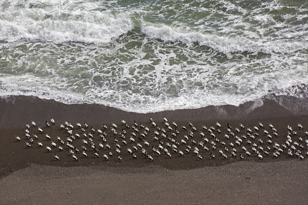 Aerial view over flock of common eider