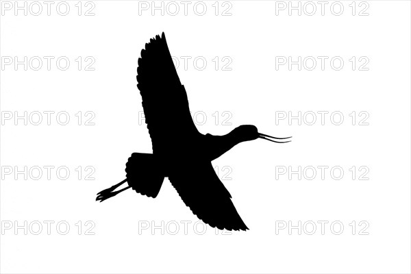 Silhouette of pied avocet