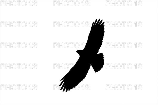 Silhouette of soaring common buzzard