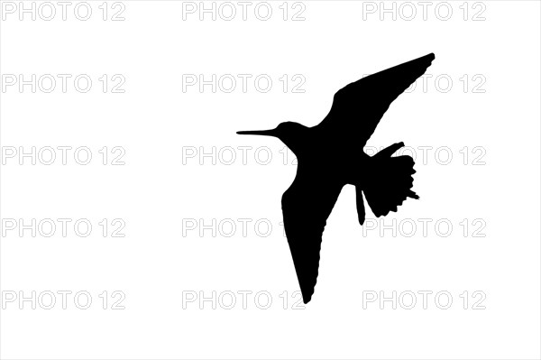 Silhouette of common snipe