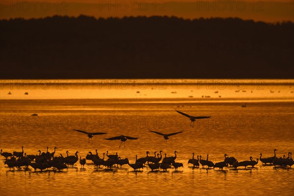 Flock of common cranes