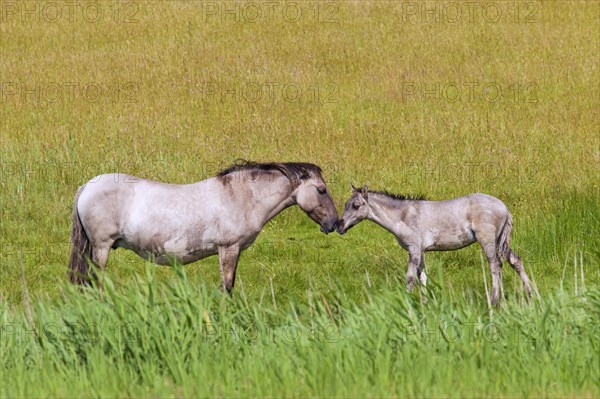 Konik horses