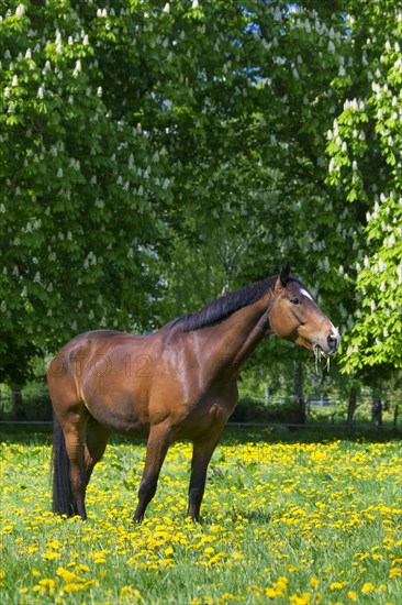 Bay coloured Trakehner horse