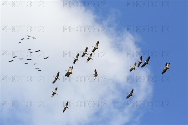 Large migrating flock of common cranes