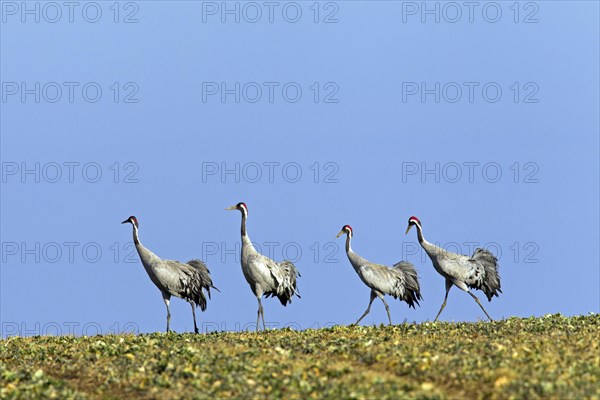 Group of four common cranes
