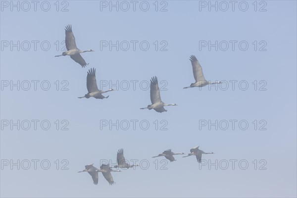 Migrating common cranes