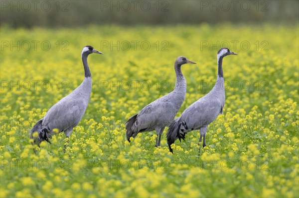 Common cranes