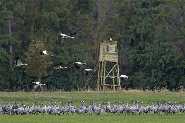 Flock of common cranes