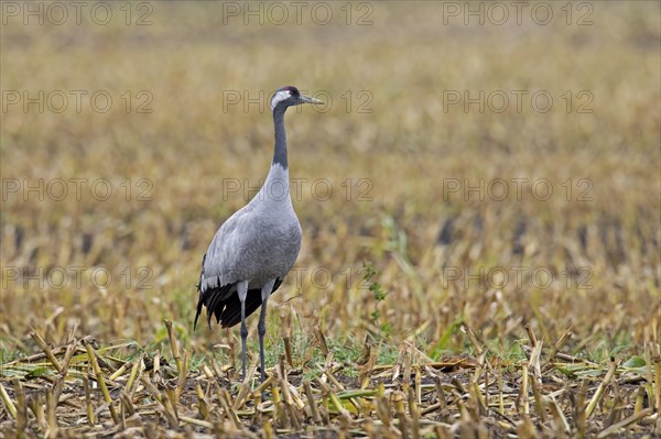 Common crane