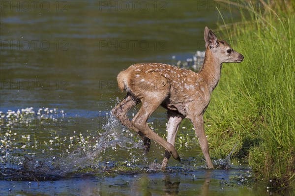 Red deer