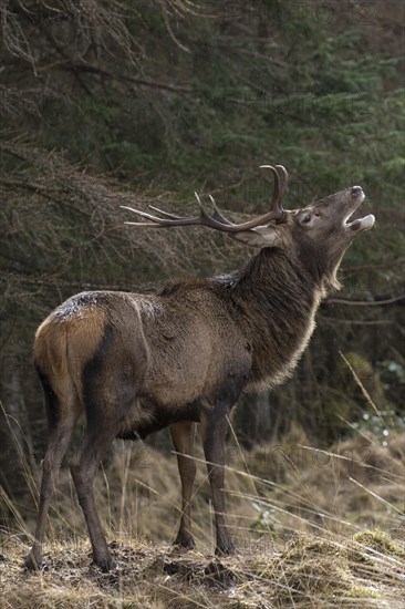 Red deer