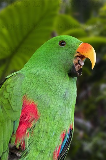 Eclectus parrot