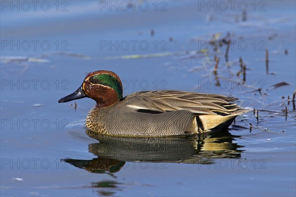 Eurasian Teal