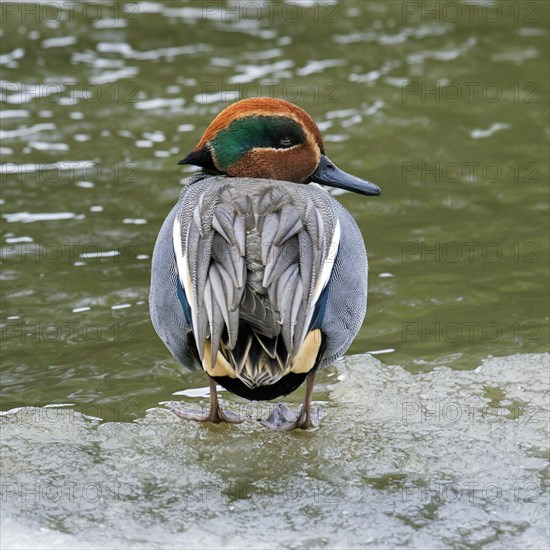 Eurasian teal