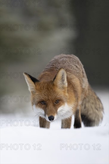 Red fox