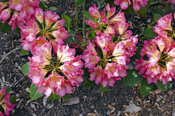 Flowering rhododendrons