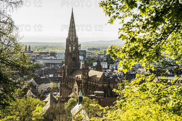 Freiburg Cathedral