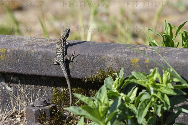 Common wall lizard