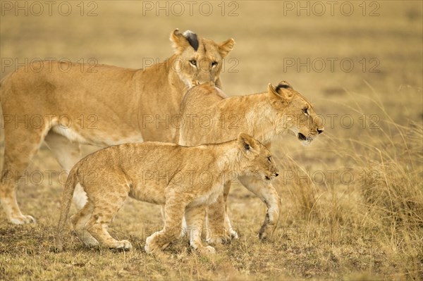African lioness with two sub adult cubs in Masai Mara