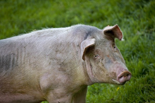 Domestic pig