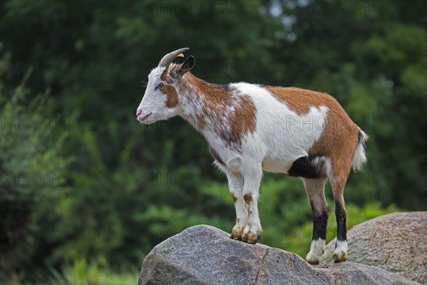 Domestic pygmy goat