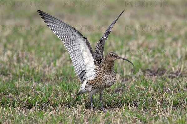 Eurasian curlew